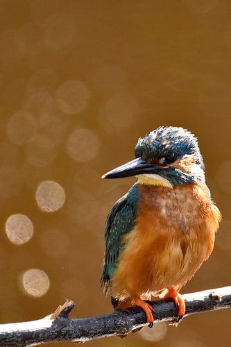 IJsvogel met oranje achtergrond en bokehbollen