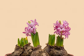Roze hyacintbloemen met bollen – minimalistische macrokunst van Milcho Milev