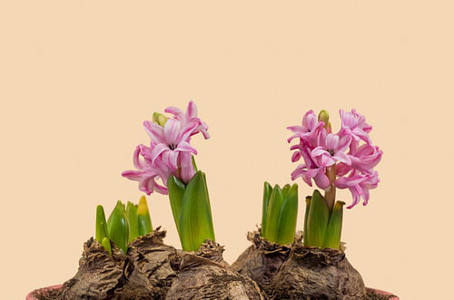Pink Hyacinth Flowers with Bulbs Minimalist Macro Art