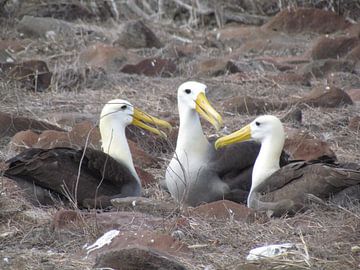 Galapagos Albatrossen maken een praatje! van Bart Muller