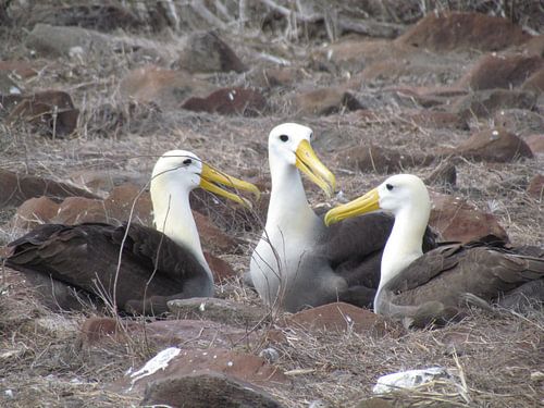 Galapagos Albatrossen maken een praatje!