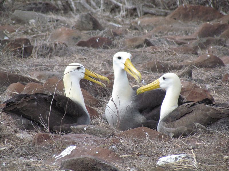 Galapagos Albatrossen maken een praatje! von Bart Muller