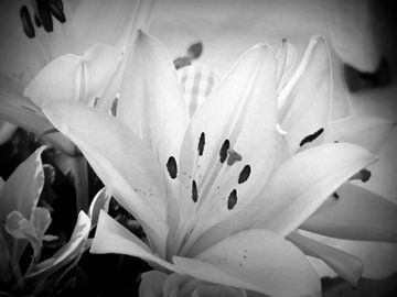 Georgious white Flowers