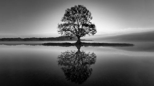 Reflections of Silence - Tree and Reflection in Water