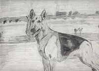 herdershond