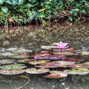 Rose Lelie – Trang-An-Karst-Route in Ninh Binh, Vietnam
