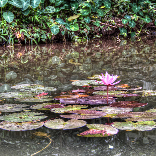 Circuit « Rose Lelie » dans les karsts de Trang An, à Ninh Binh, au Vietnam sur Hendrik-Jan Kornelis