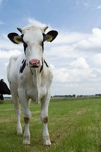 Cow sur Menno Schaefer