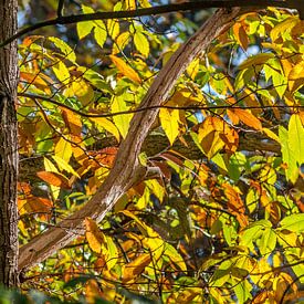 Herbstfärbung im Wald aus orangefarbenen und braunen Blättern der Edelkastanie Castanea sativa von Peter Buijsman