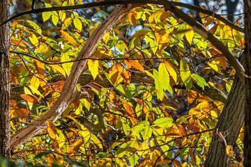 Herfstkleur in het bos van oranje en bruine bladeren van de tamme kastanje Castanea sativa van Peter Buijsman