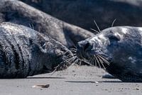 Sceaux d'amour (Dune, Helgoland)#0091