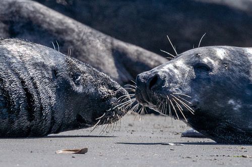 Liefkozende zeehonden (Dune, Helgoland)#0091