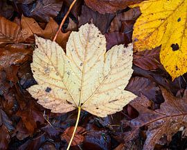 Herfstblad met condens druppeltjes van Rick Kloekke