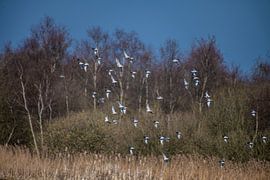 Ein Schwarm Rotschenkel im Flug über dem Wasser. von Brian Morgan