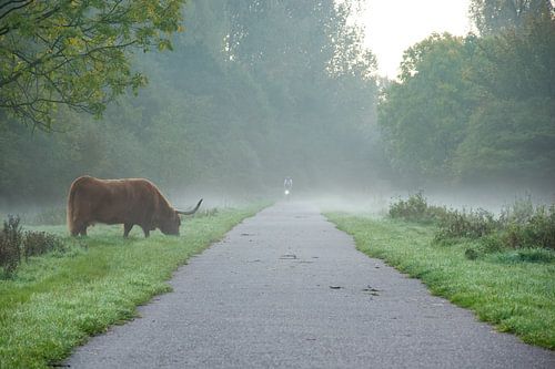 Morning fog in Spijkenisse