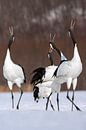 Chinese Kraanvogels (Grus japonensis) op Hokkaido in Japan in de winter. van Beschermingswerk voor aan uw muur thumbnail