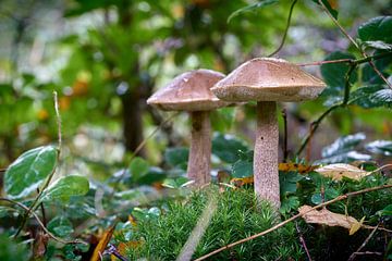 Berkenzwam, Leccinum scabrum in het bos van Heiko Kueverling