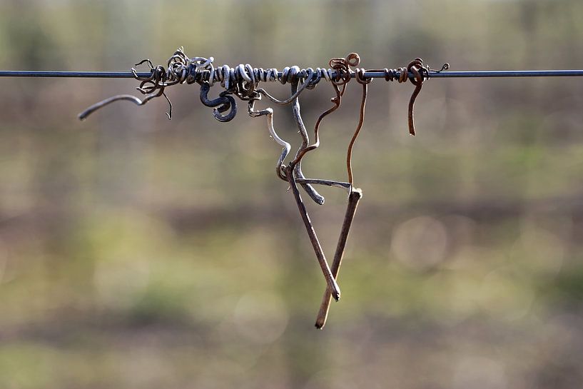 withered vines by Norman Krauß