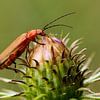 Common red soldier beetle on a thistle by Joop Gerretse