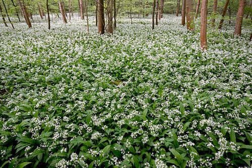 Wild garlic carpet in spring