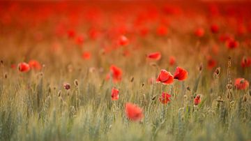 Poppy in red by Carol Thoelen