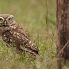 Stone owl in the grass. by Tanja van Beuningen