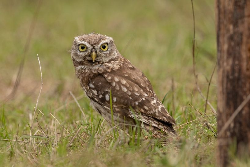 Une petite chouette dans l'herbe. par Tanja van Beuningen