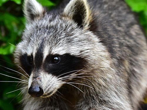 Waschbär