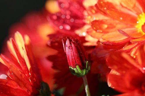 Chrysant in een natte tuin