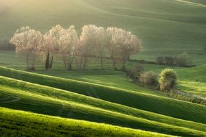 Blühende Bäume im Frühling in den sanften Hügeln der Toskana