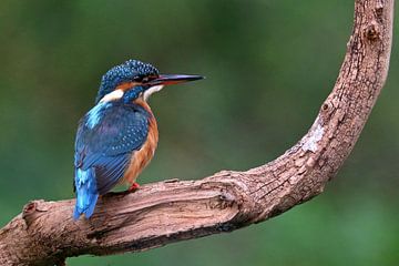 ijsvogel van Antwan Janssen