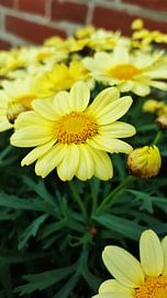 Bloem in de tuin by melike oguz