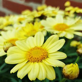 Bloem in de tuin sur melike oguz