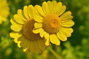Gelbe Kamillenblüte (Färberkamille)