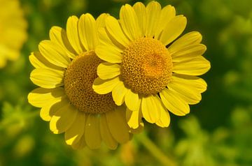 Yellow chamomile flower (dyer's chamomile) by Violetta Honkisz