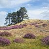 Zomerheide op glooiend duinterrein bij Bergen van MMFoto