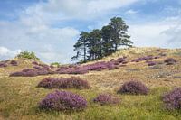 Lande d'été sur terrain vallonné près de Bergen