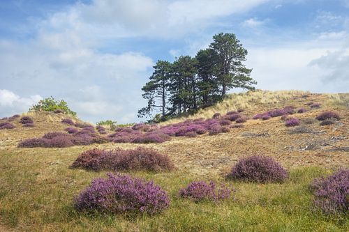 Zomerheide op glooiend duinterrein bij Bergen