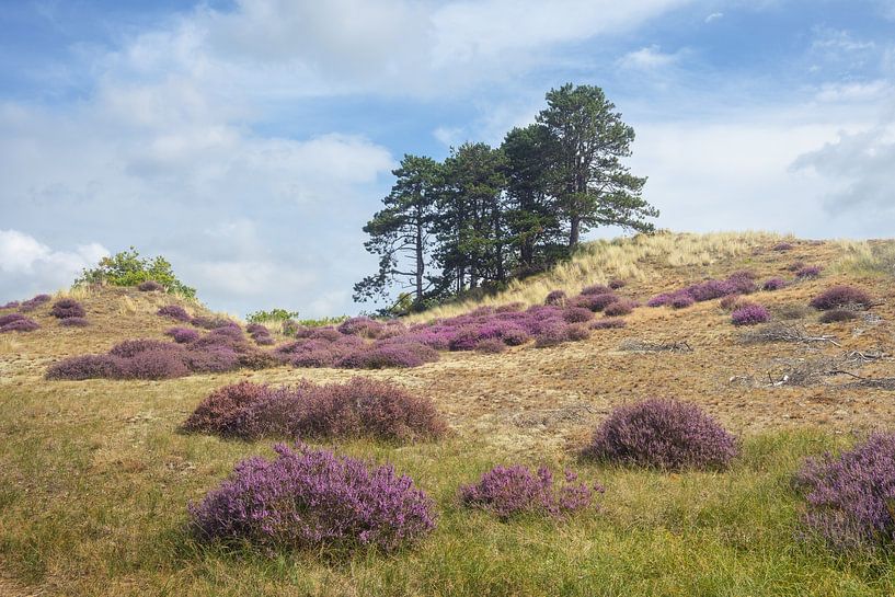 Zomerheide op glooiend terrein bij Bergen van MMFoto