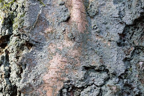 Tree bark
