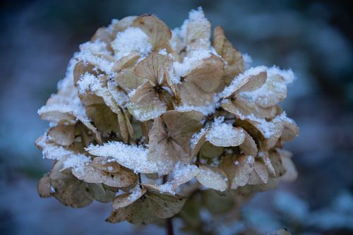 Winterse Hydrangea: Vergankelijkheid in Natuurlijke Rust