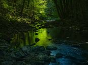 Smaragdgroen bos van Marco Matznohr thumbnail