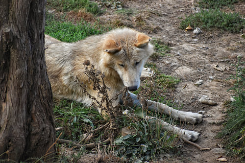 Der Wolf