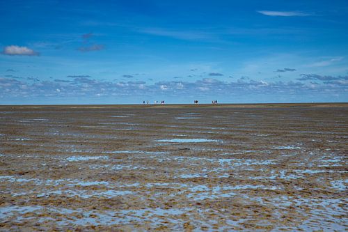 Wadlopen op het Groninger Wad