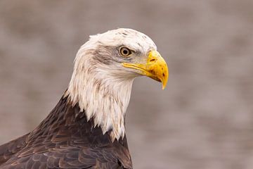 Amerikanischer Seeadler, Haliaeetus leucocephalus, auch Weißkopfseeadler genannt von Gert Hilbink