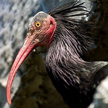Kaalkop Ibis