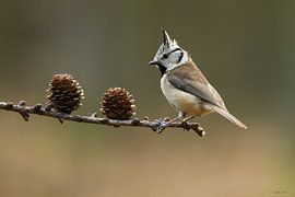 Mésange huppée sur Ruben Evers
