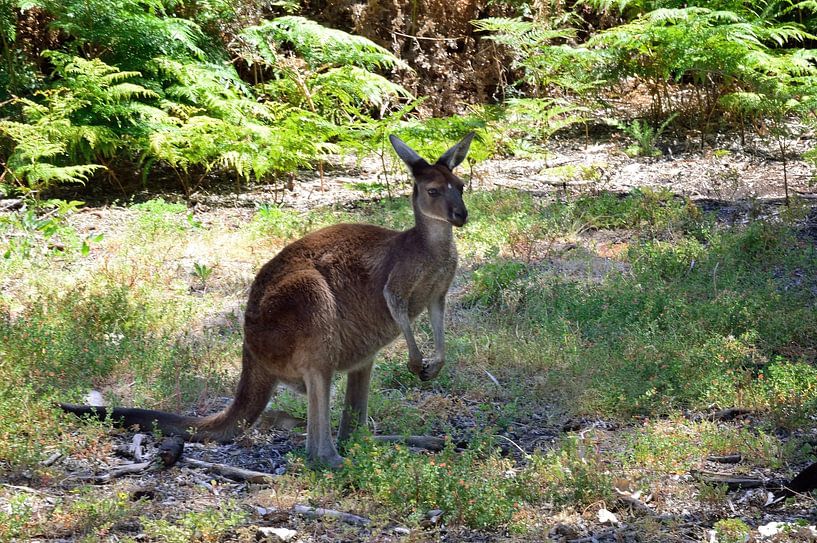 Kangaroo hiding from the sun by Frank's Awesome Travels