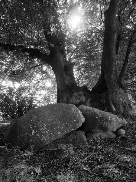 Old Tree with Stones van Jörg Hausmann