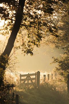 Matin frais d'automne sur Martine Posthumus Meyjes